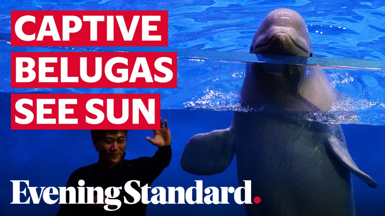 Two Beluga whales return to open water home after not being in the sea for nearly 10 years