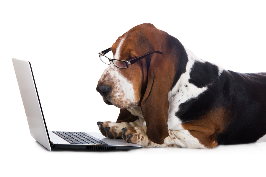bigstock dog working on a computer
