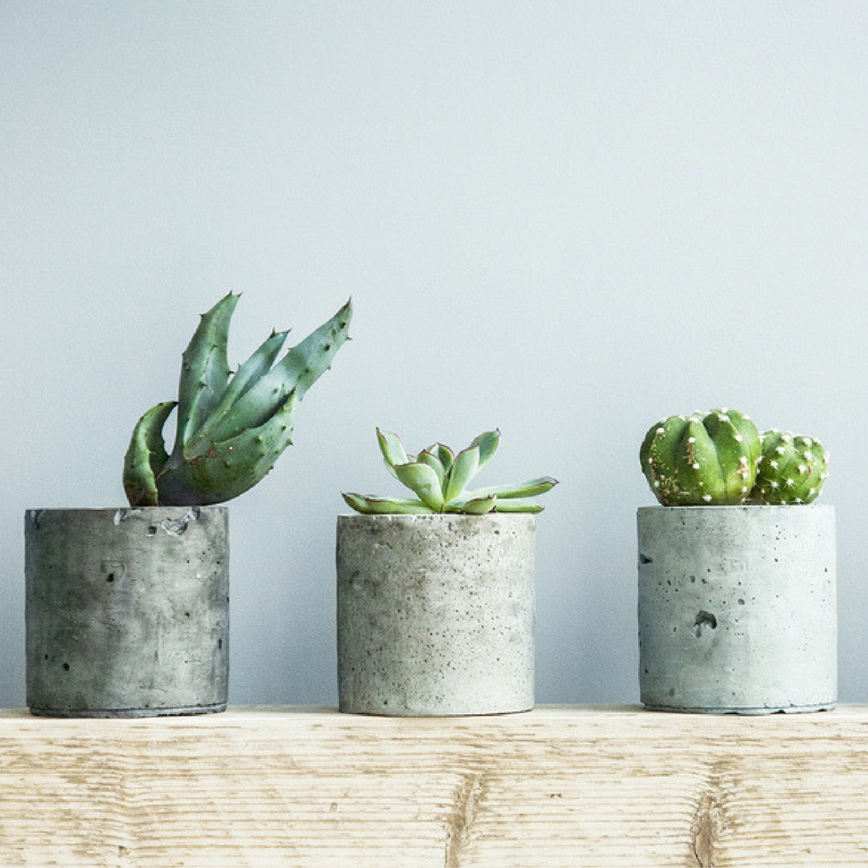 workspace plants wellbeing