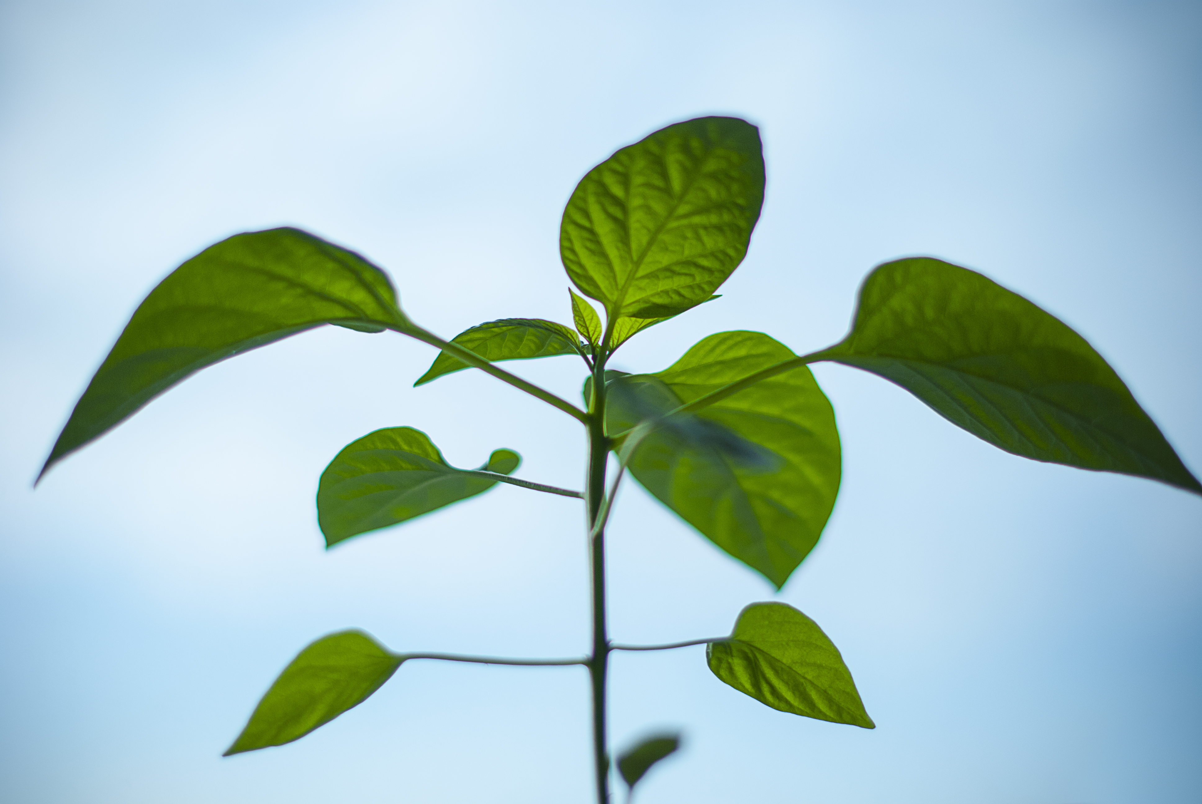 nature plant morning green