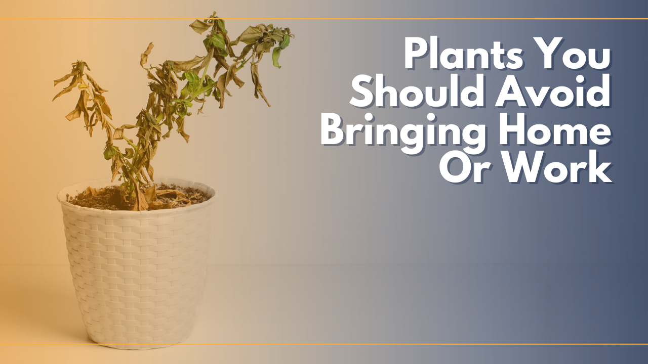 Top Plants You Should Never Keep Indoors Whether At Work Or Home Allwork Space
