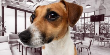 Pawsitivity At Work: Perks & Pitfalls Of Creating Pet-Friendly Coworking Spaces
