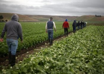 Looming Mass Deportations Could Leave U.S. Farms With Labor Crisis