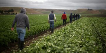 Looming Mass Deportations Could Leave U.S. Farms With Labor Crisis