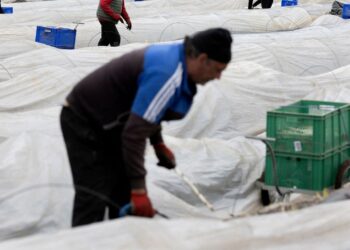 Immigrant Labor Keeps Euro Zone Economy Thriving Despite Shrinking Workforce