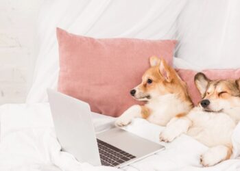 These 3 Countries Are Leading The Pet-Friendly Workplace Pack