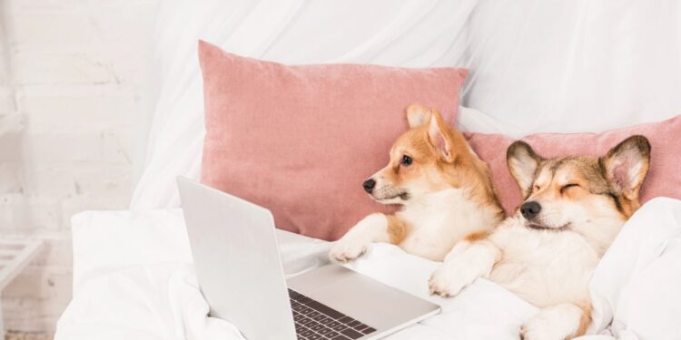 These 3 Countries Are Leading The Pet-Friendly Workplace Pack