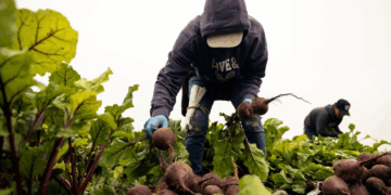 Rich Western Economies Face a Stark Choice A 6-Day Workweek or More Immigration