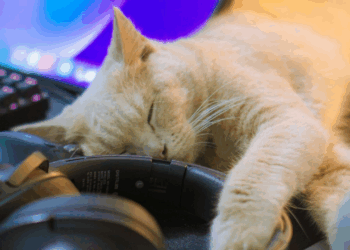 Top 10 Best Pets For Remote Workers