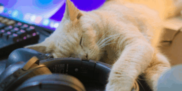 Top 10 Best Pets For Remote Workers