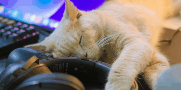 Top 10 Best Pets For Remote Workers