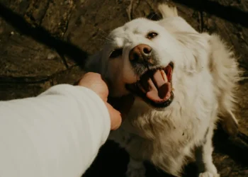 94 Million Pet Owners Are Redefining Where America Works