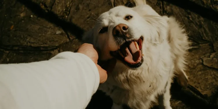 94 Million Pet Owners Are Redefining Where America Works